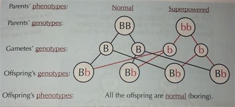 Paper 2 - Genetic Diagrams Flashcards | Quizlet