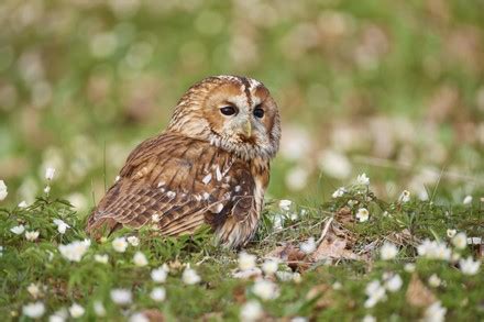 Tawny Owl Strix Aluco Adult Sitting Editorial Stock Photo Stock Image