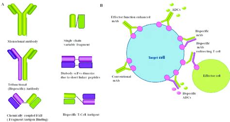 (A) Different forms of bispecific antibody. Trifunctional antibodies ...