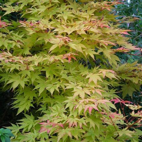 Acer Palmatum Sango Kaku Coral Bark Maple