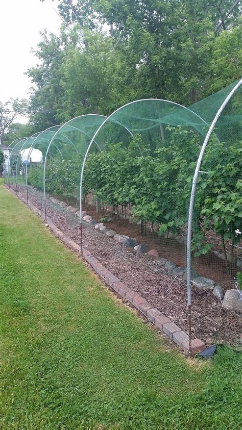 Blueberry Cage Roof Question General Fruit Growing Growing Fruit