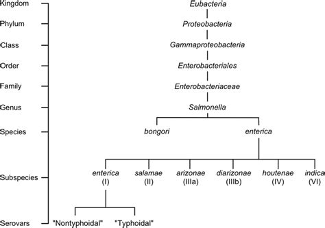 Salmonella Taxonomy And General Classifications The Genus Salmonella