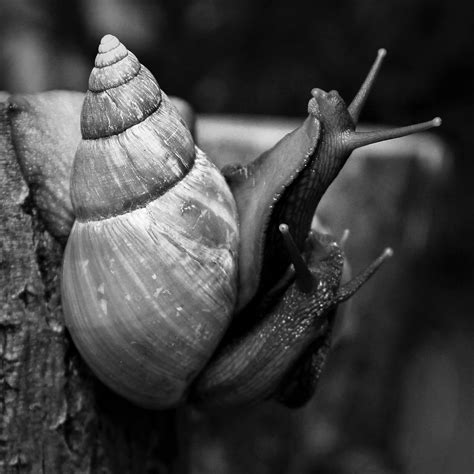 Snails Achatina African - Free photo on Pixabay