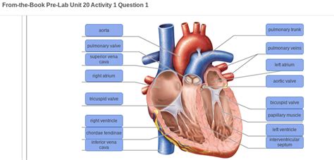 Solved From The Book Pre Lab Unit 20 Activity 1 Question 1