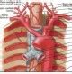 Juegos de Ciencias Juego de Bronquios inervación arterial Cerebriti