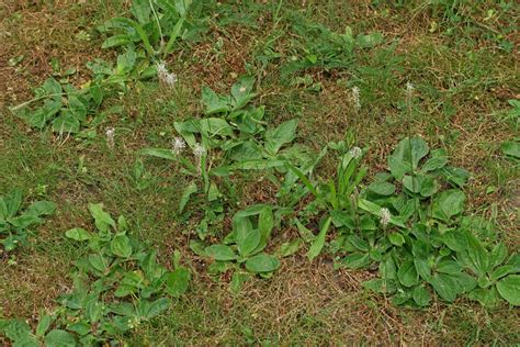 Plantago media