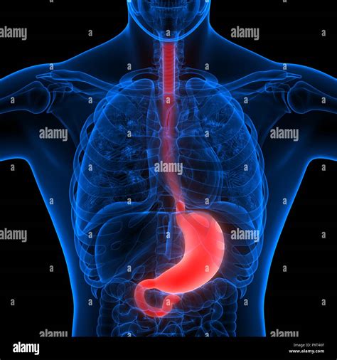 Anatomia Dello Stomaco Immagini E Fotografie Stock Ad Alta Risoluzione