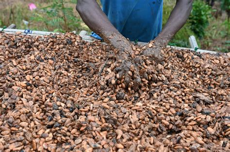 Ivory Coast Seeks To Make Eu Buyers Bear Cost Of Ethical Cocoa Bloomberg