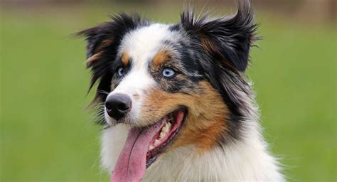 Australische Herder Temperament Eigenschappen Uitgelaten Hond