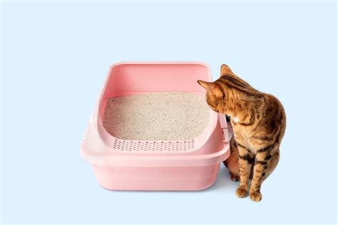 The Hidden Truth About Tofu Cat Litter Only 1 Of Cat Owners Know