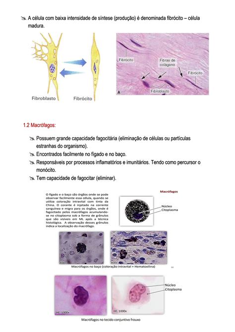 Solution Tecido Conjuntivo Histologia Studypool