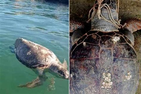 Tartarughe Caretta Caretta Brutalmente Uccise In Puglia L Appello Del