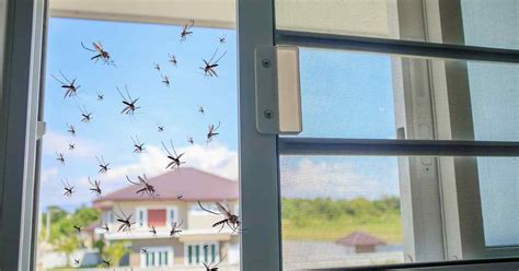 How To Get Rid Of Mosquitoes In The House Next Modern Home