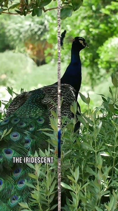 Interesting Facts About Peacock That You Need To Know Pecock Peacocks