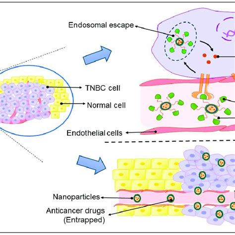 Schematic Illustration Of The Passive Targeting Epr Effect And The