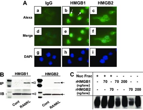 Localization And Rrs Binding Of Hmgb A Localization Of Hmgb Proteins