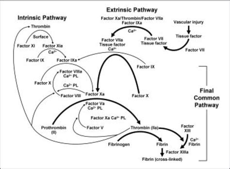 Thromboplastin; Factor III; Tissue Factor; Tissue Thromboplastin ...