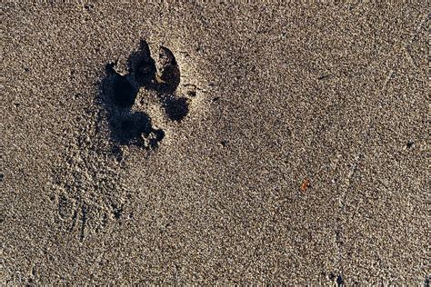 HD wallpaper: paw, print, paw print, sand, dog, footprint, track, dog ...