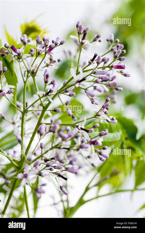 Neem Tree Flower