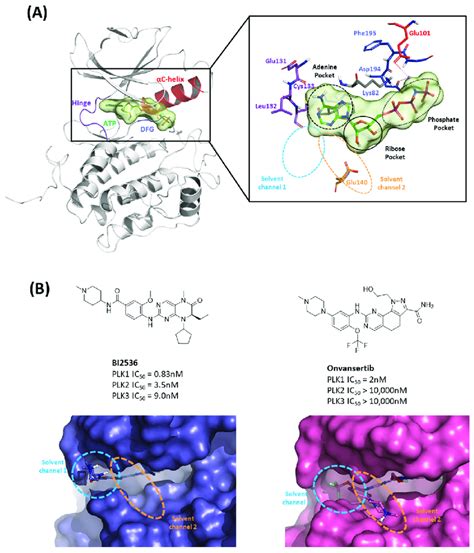 Characteristics Of The ATP Binding Pocket Of The Kinase Domain In