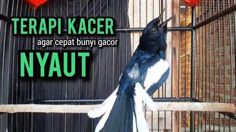 Kacer Gacor NGEPLONG TARUNG KONSLET Ngobra Ini Paling AMPUH Buat