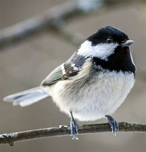 Courrier Service Ornithologie mésange nonette et mésange noire