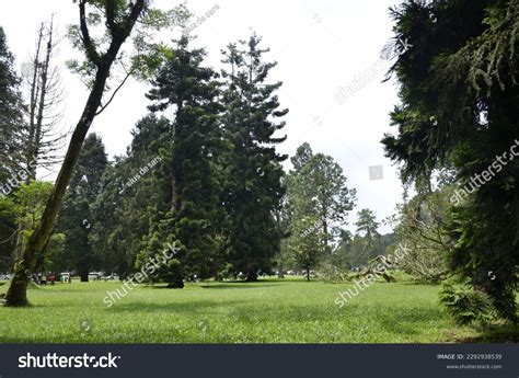 Beautiful Nature Green Forest Background Stock Photo 2292938539 ...