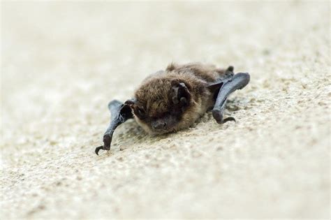 80+ Famous Bat Names – With Funny, Cute, & Cool Bat Names