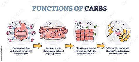 Functions Of Carbs And Carbohydrates In Digestive System Outline