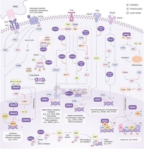 Hdac Signaling Pathway Medchemexpress