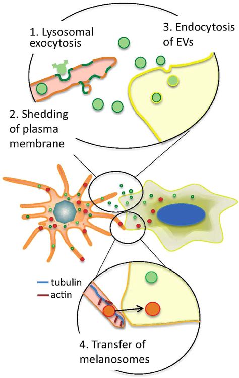 Schematic Presentation Of The Transfer Of Melanosomes And EVs From