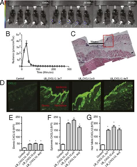 Accelerated Wound Healing In Mice By On Site Production And Delivery Of