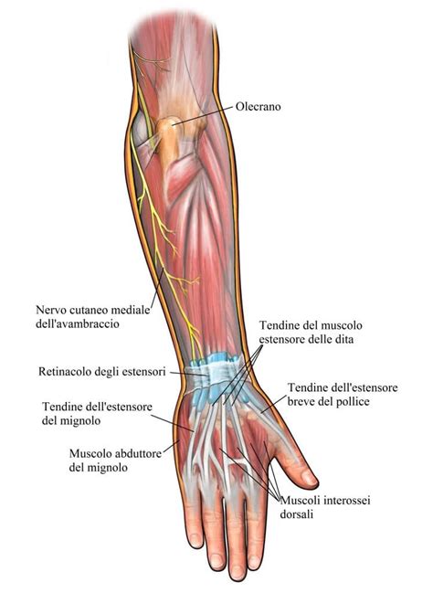 Muscoli Dell Avambraccio E Della Mano Fisioterapia Rubiera