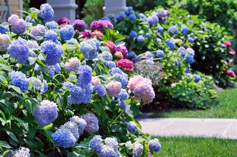 35 Hydrangea Garden Ideas (PICTURES)