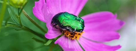 What is a June Bug? - Insectek Pest Solutions