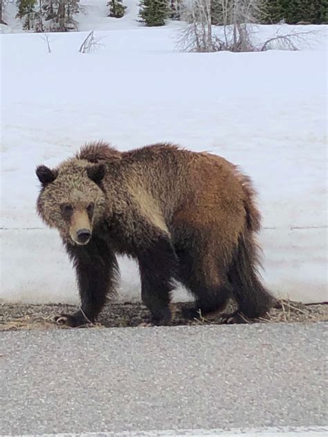 Are There Grizzly Bears In Colorado Springs