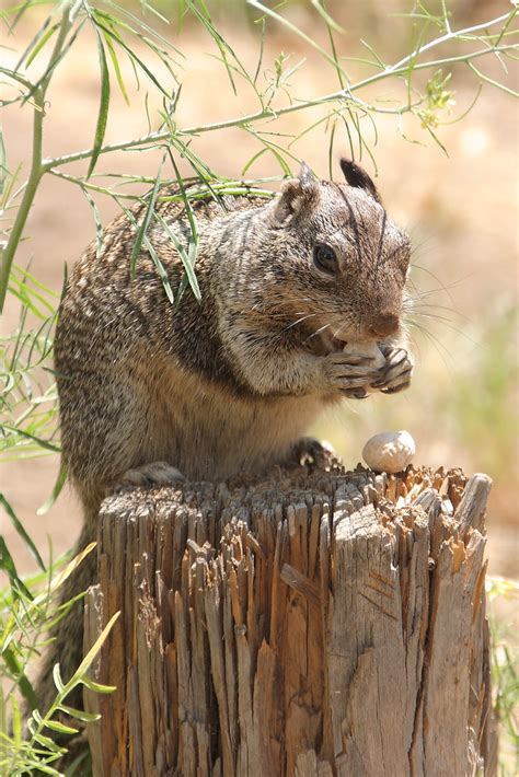 Squirrel Eating A Peanut Cuyamaca Rancho State Park Flickr