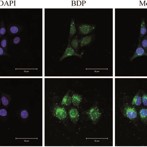 Representative Clsm Images Of Hela Cells Incubated With Snbdp Ncs For