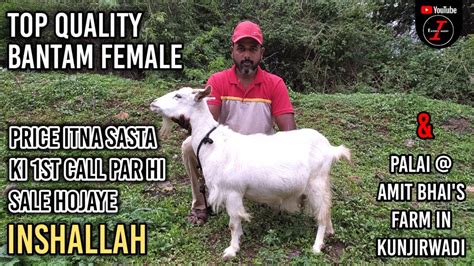 Top Quality Bantam Female Price Soun Kar Shock Lagenga Also Palai