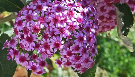 10 Plantas endémicas de Canarias Canarias Confidencial