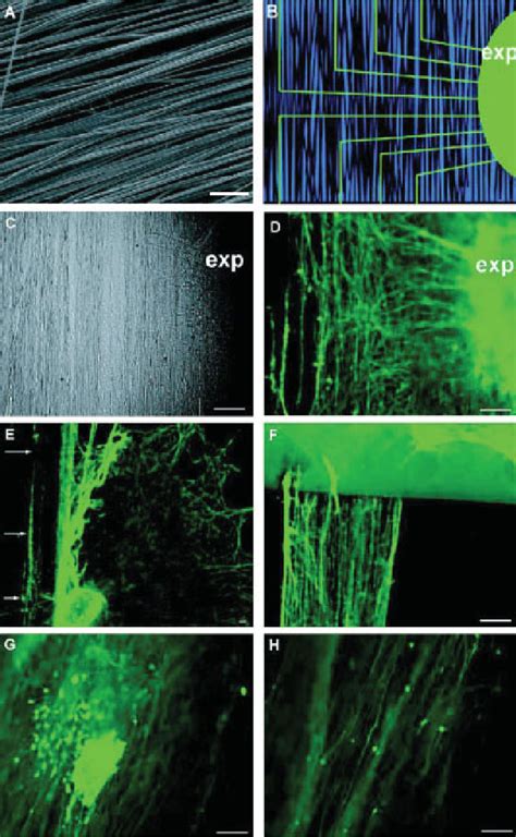 Figure 1 From Aligned Electrospun Nanofibers Specify The Direction Of