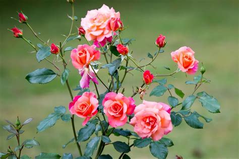 Mis Rosales Del Balcón O Del Jardín Están Afectados Por El Pulgón ¿qué