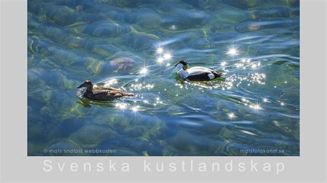 Fotokonst Natur Sk Rg Rd En Bakgrundsbild Fr N Hovs Hallar I Sk Ne