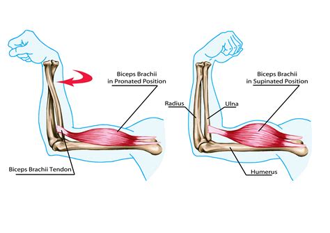 You Probably Didn't Know All The Muscles Used In Armwrestling