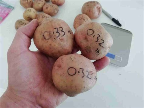 How Many Potatoes In A Pound Quick And Easy Growerexperts