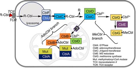 Redox Linked Coordination Chemistry Directs Vitamin B Trafficking