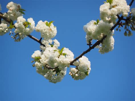 Flor De Cerejeira Branco Rvore Foto Gratuita No Pixabay Pixabay