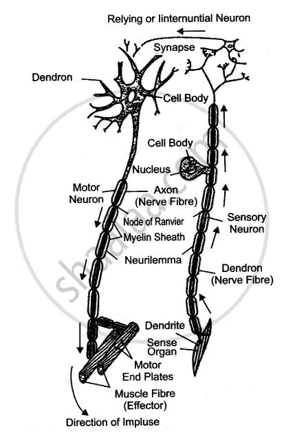 Draw a Labeled Diagram of a Myelinated Neuron. - Biology | Shaalaa.com