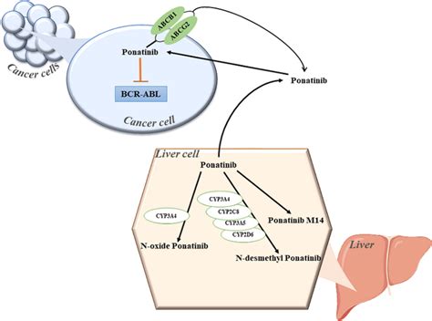 Ponatinib Metabolic Pathway Https Pharmgkb Org Pathway