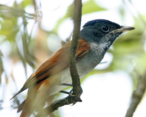 Blyth S Paradise Flycatcher Terpsiphone Affinis Birdweather